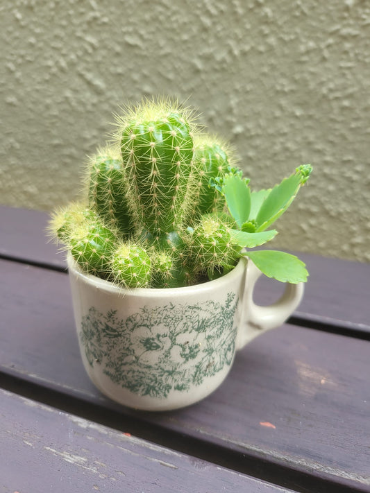 Prickly Pots