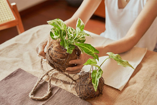Kokedama Workshop by PLANTITUDE