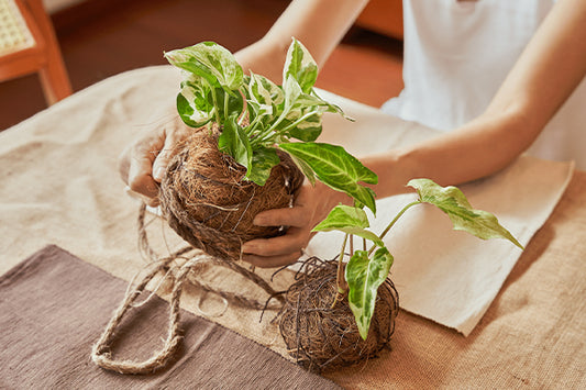 KOKEDAMA | MINIATURE GREEN WORLD